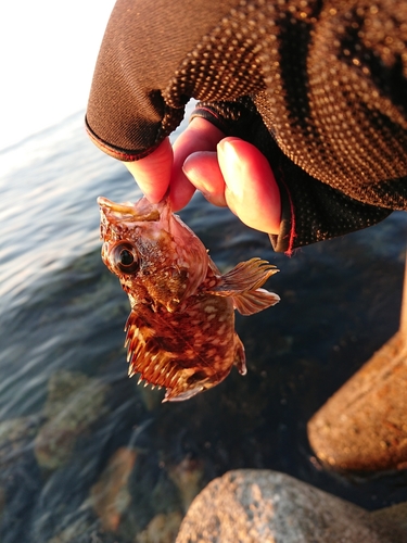 ガシラの釣果