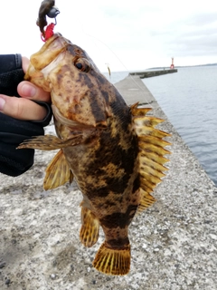 タケノコメバルの釣果