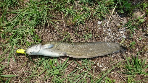 ナマズの釣果