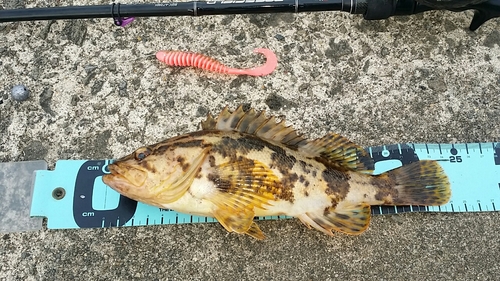 タケノコメバルの釣果