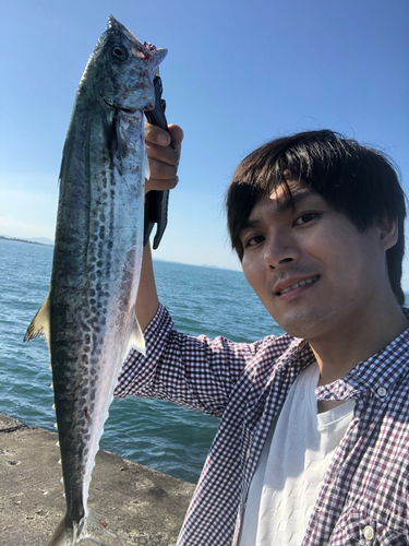 サワラの釣果