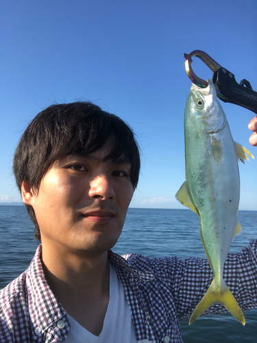 モジャコの釣果