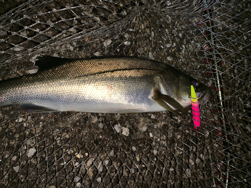 フッコ（マルスズキ）の釣果