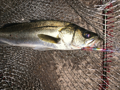 スズキの釣果