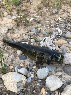 ナマズの釣果