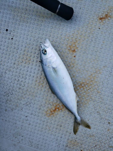 ヤズの釣果