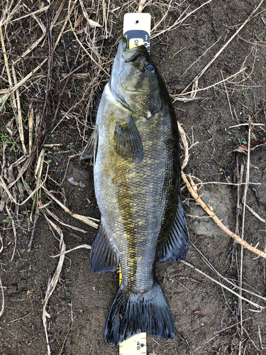 スモールマウスバスの釣果