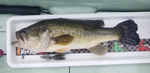 ブラックバスの釣果