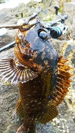 ムラソイの釣果