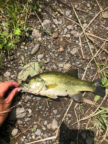 ラージマウスバスの釣果