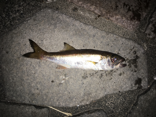 ムツの釣果