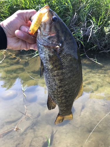 スモールマウスバスの釣果