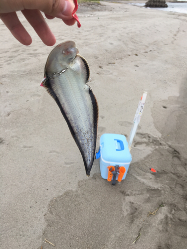 シタビラメの釣果