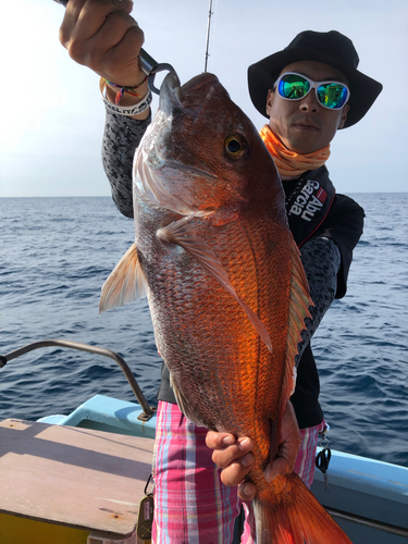 マダイの釣果