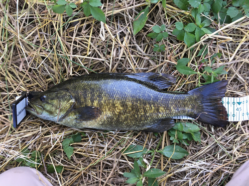 スモールマウスバスの釣果