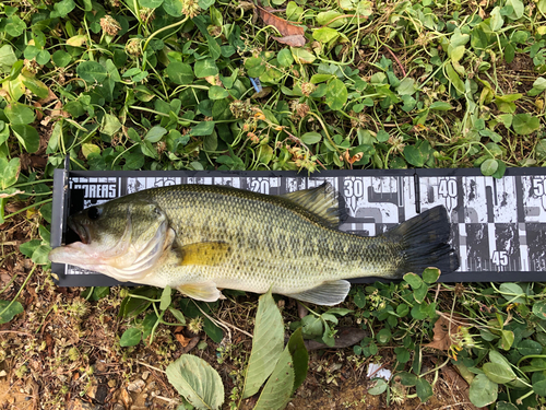 ブラックバスの釣果