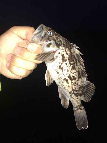 クロソイの釣果