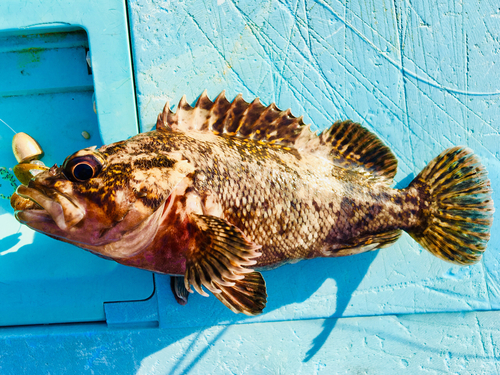 ハチガラの釣果