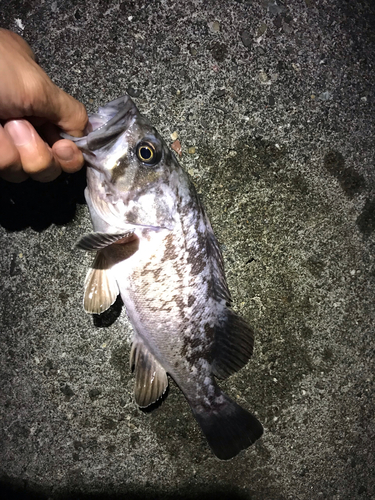 クロソイの釣果