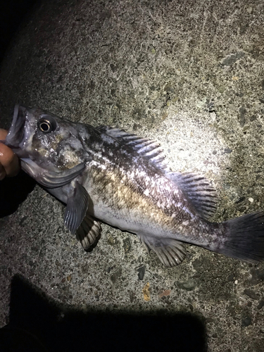 クロソイの釣果