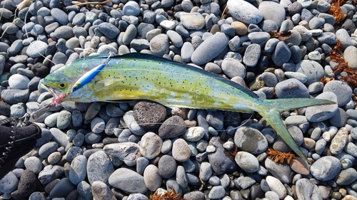 シイラの釣果