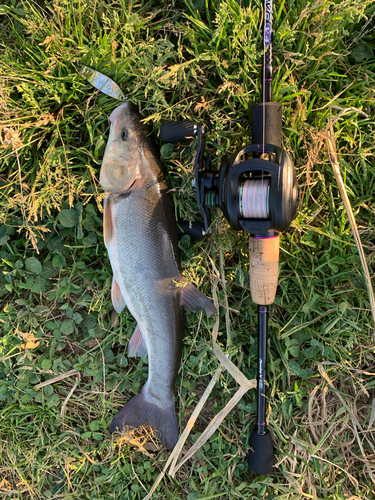 ウグイの釣果