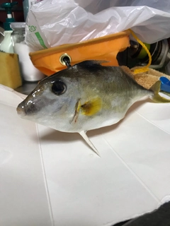 ギマの釣果