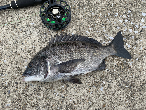 チヌの釣果