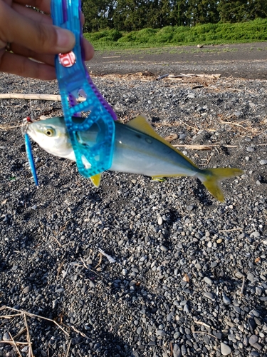 ワカナゴの釣果