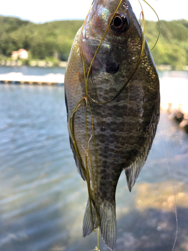 ブルーギルの釣果