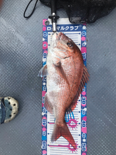 マダイの釣果