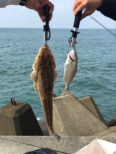 マゴチの釣果