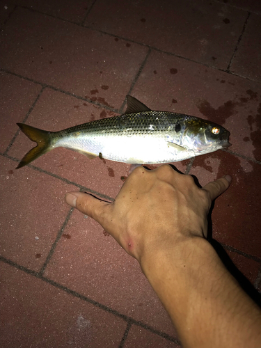 コノシロの釣果