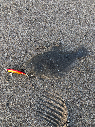 ヒラメの釣果