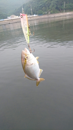 メッキの釣果