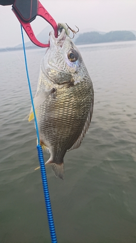 キビレの釣果