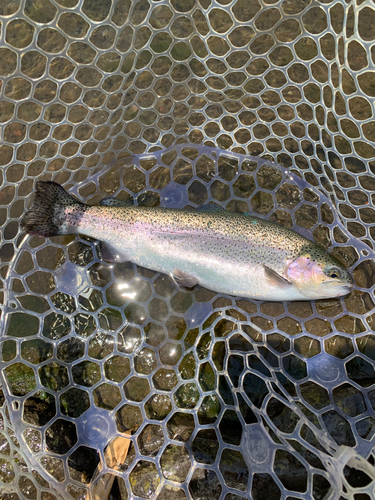 トラウトの釣果