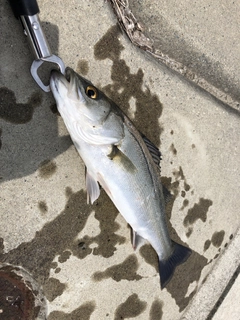 セイゴ（マルスズキ）の釣果