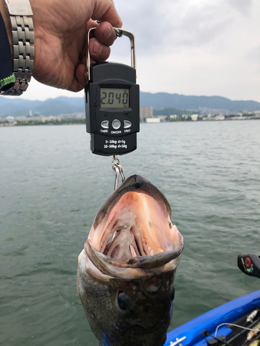 ブラックバスの釣果