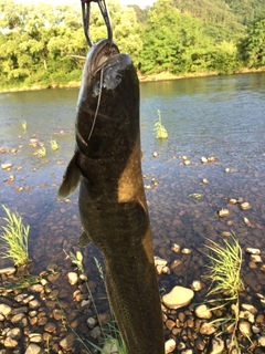 ナマズの釣果