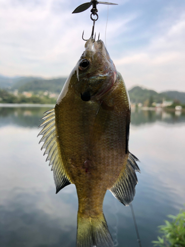 ブルーギルの釣果