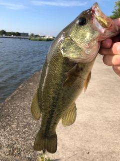 ラージマウスバスの釣果