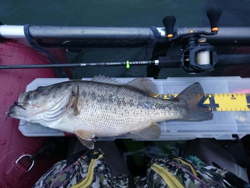 ブラックバスの釣果