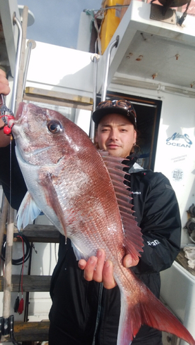 マダイの釣果