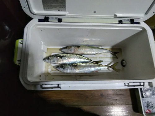 サバの釣果