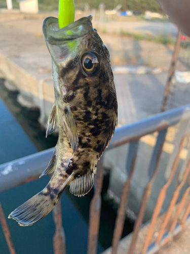 ムラソイの釣果