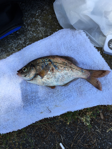 ウミタナゴの釣果