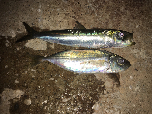 イワシの釣果