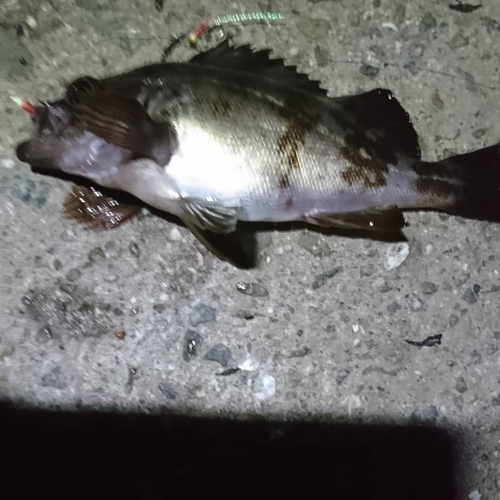 クロメバルの釣果