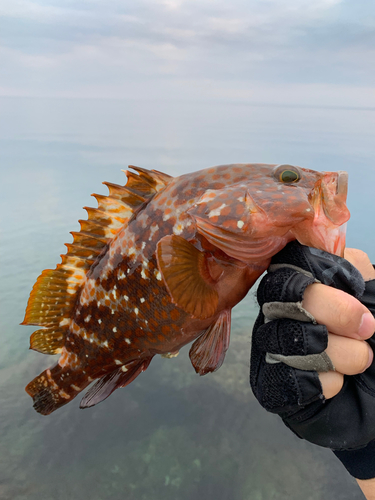 キジハタの釣果